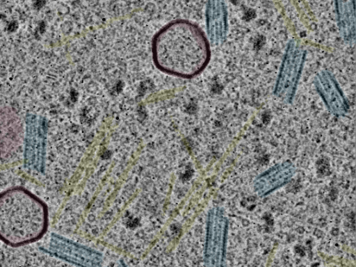 key visualization for sample_116