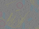 key visualization for sample_116