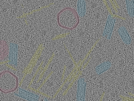 key visualization for sample_116
