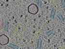key visualization for sample_116