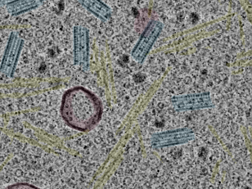 key visualization for sample_99