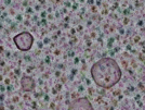 key visualization for CryoETSim minimal-bacterium subset - simulated cryo-electron tomograms of bacterial transcription/translation