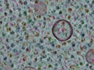 key visualization for sample_304
