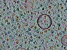 key visualization for sample_304