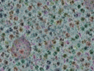 key visualization for sample_310