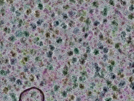 key visualization for sample_317