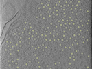 key visualization for 25oct20a_Position_100_4