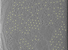 key visualization for 25oct20a_Position_101