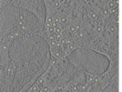 key visualization for 25oct20a_Position_107