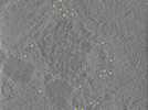 key visualization for 25oct20a_Position_10_2