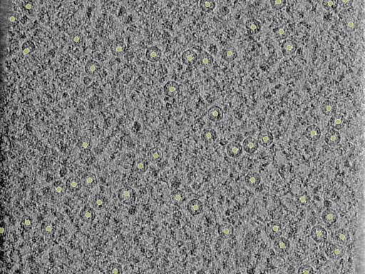 key visualization for PP7 virus-like particles in E. coli at 3.0 Å (plunge-frozen)