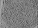 key visualization for 26feb20d_Position_10_11