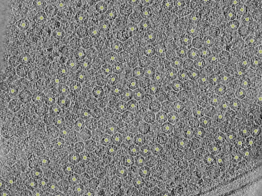 key visualization for PP7 virus-like particles in E. coli at 3.9 Å (lamellae)