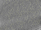 key visualization for PP7 virus-like particles in E. coli at 3.9 Å (lamellae)