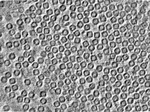 key visualization for Crossed laser phase plate (xLPP) demonstration tomogram of single-layer apoferritin