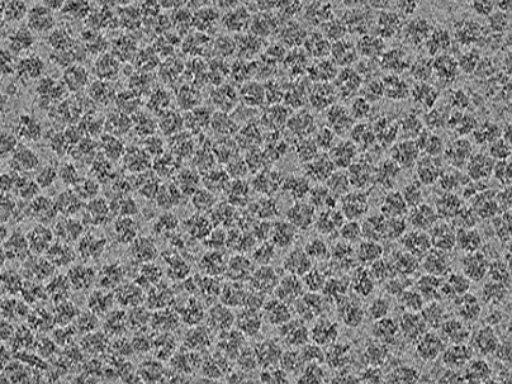 key visualization for PACE-tomo of purified Escherichia coli 70S ribosomes