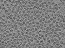 key visualization for PACE-tomo of purified Escherichia coli 70S ribosomes