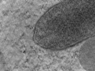 key visualization for MB13_G1_33kx_ts_08
