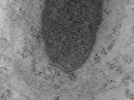 key visualization for MB13_G1_33kx_ts_14
