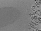 key visualization for Cryo-ET tomograms of Rickettsia parkeri ompBSTOP::tn in infected A549 cells (UC Berkeley K2)