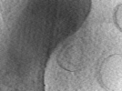 key visualization for Cryo-ET of purified Rickettsia parkeri wild-type bacteria (3 A, UW-Madison K3)