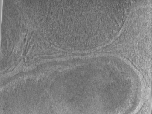 key visualization for Bg_g2_64kx_ts_21