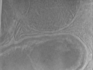 key visualization for Bg_g2_64kx_ts_21