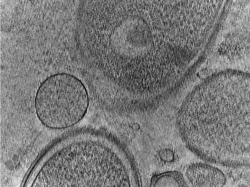 key visualization for MB_03_g4_53kx_ts_08