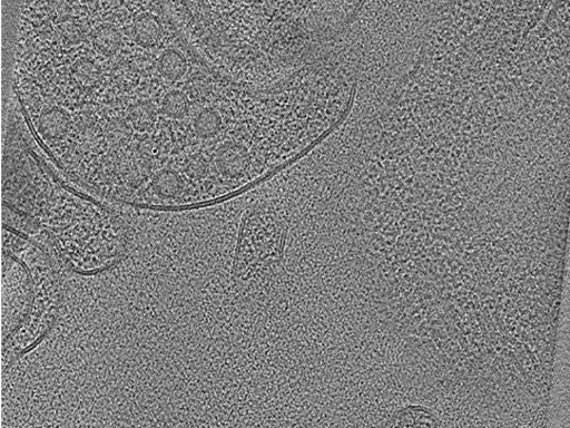 key visualization for Cryo-electron tomography of a planar cryo-FIB lift-out from adult mouse hippocampus CA1 spanning stratum pyramidale through stratum lacunosum-moleculare