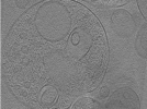 key visualization for Whopper002