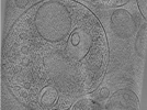 key visualization for Whopper002