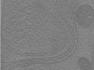 key visualization for Whopper012