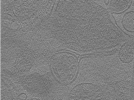 key visualization for Whopper025