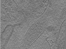 key visualization for Whopper026