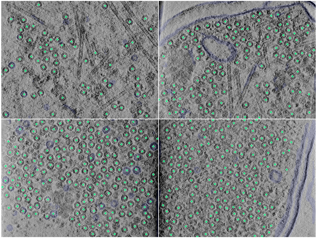 key visualization for In situ virus-like particles in E. coli for microscopy and pipeline benchmarking