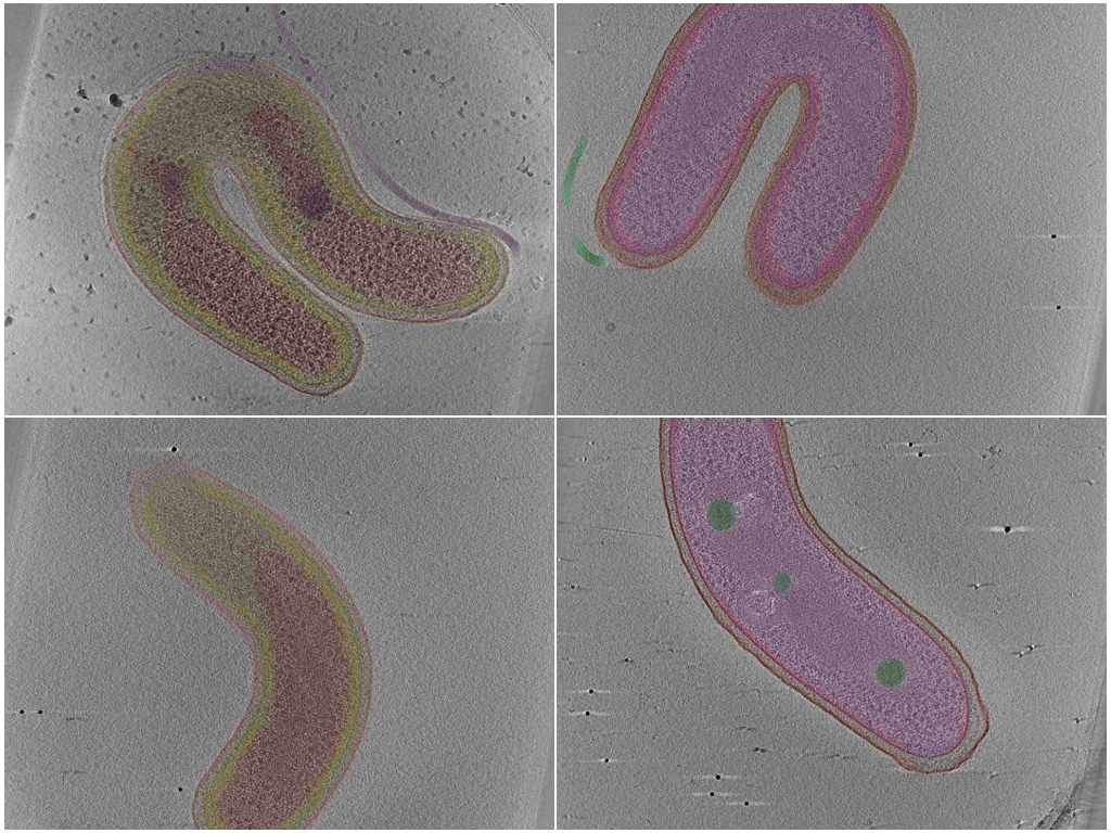 key visualization for Agent-Curated Membrane Segmentations and Compartment Annotations for Bdellovibrio bacteriovorus Cryo-ET Data.
