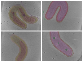 key visualization for Agent-Curated Membrane Segmentations and Compartment Annotations for Bdellovibrio bacteriovorus Cryo-ET Data.