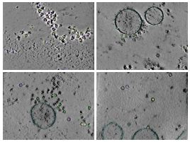 key visualization for CZII 2-protein phantom (version 1.0)