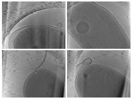 key visualization for BYU - Locating Bacterial Flagellar Motors Challenge Test Dataset