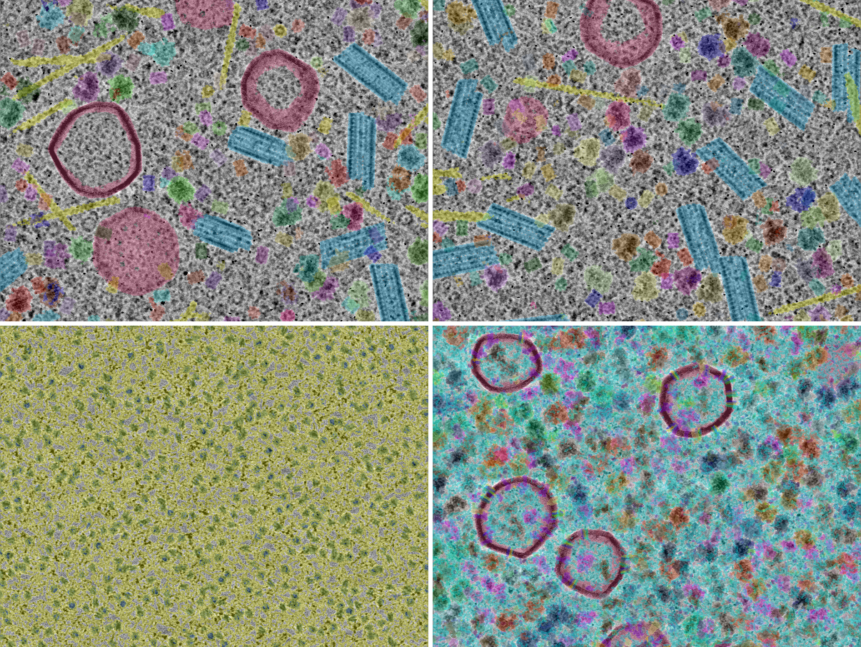 key visualization for CryoETSim: simulated cryo-electron tomograms for self-supervised representation learning with the CryoSiam framework