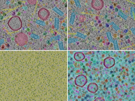 key visualization for CryoETSim: simulated cryo-electron tomograms for self-supervised representation learning with the CryoSiam framework