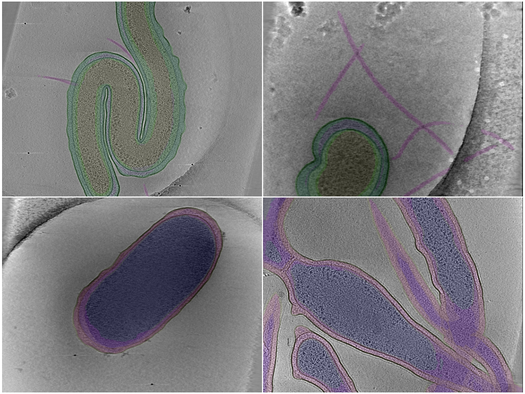key visualization for The POPSICLE Bacterial Segmentation Dataset: multi-class compartment segmentations for bacterial cryo-ET data