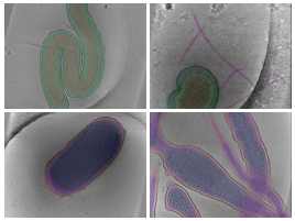 key visualization for The POPSICLE Bacterial Segmentation Dataset: multi-class compartment segmentations for bacterial cryo-ET data