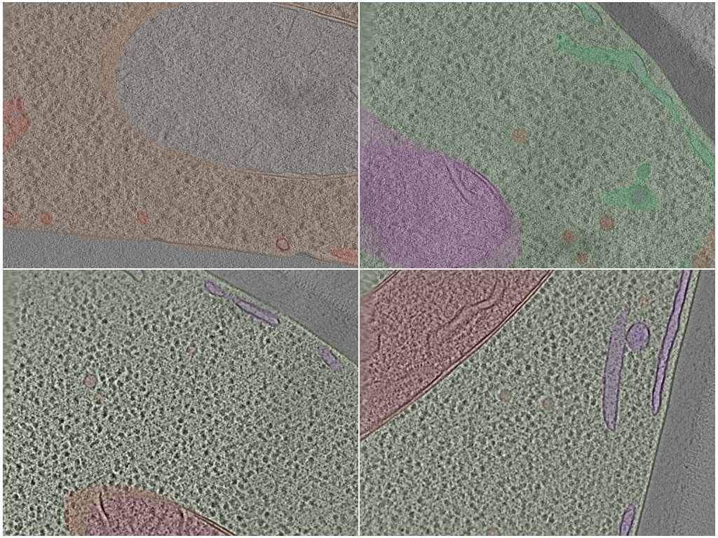key visualization for The POPSICLE Yeast Segmentation Dataset: consolidated multi-class organelle segmentations for S. pombe cryo-ET tomograms
