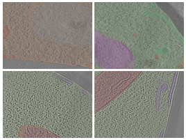 key visualization for The POPSICLE Yeast Segmentation Dataset: consolidated multi-class organelle segmentations for S. pombe cryo-ET tomograms
