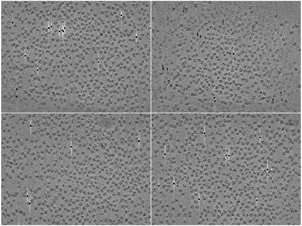 key visualization for Cryo-electron tomography of purified E. coli 70S ribosomes acquired by fast-incremental single-exposure (FISE) tilt series