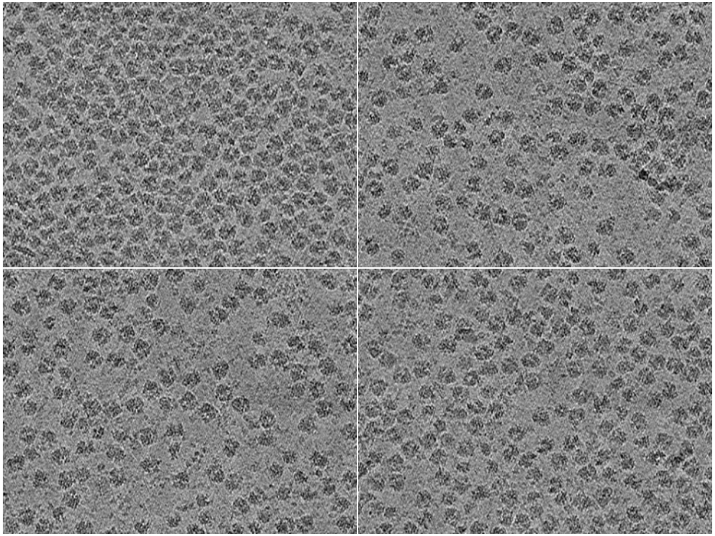 key visualization for PACE-tomo of purified Escherichia coli 70S ribosomes