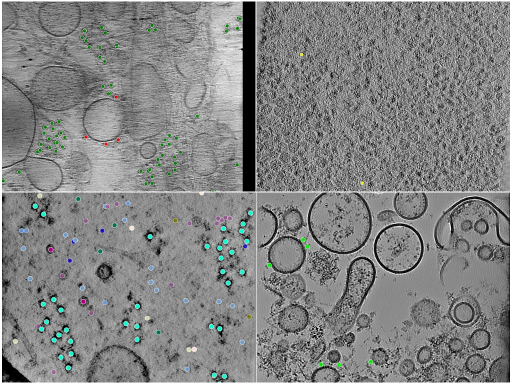 key visualization for Octopi and TopCup particle picks for a self-configuring in situ cryoET structure-determination workflow